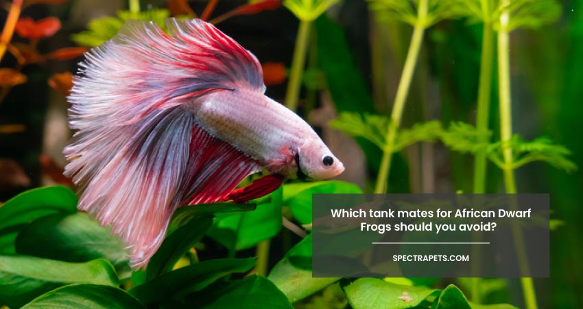Which tank mates for African Dwarf Frogs should you avoid