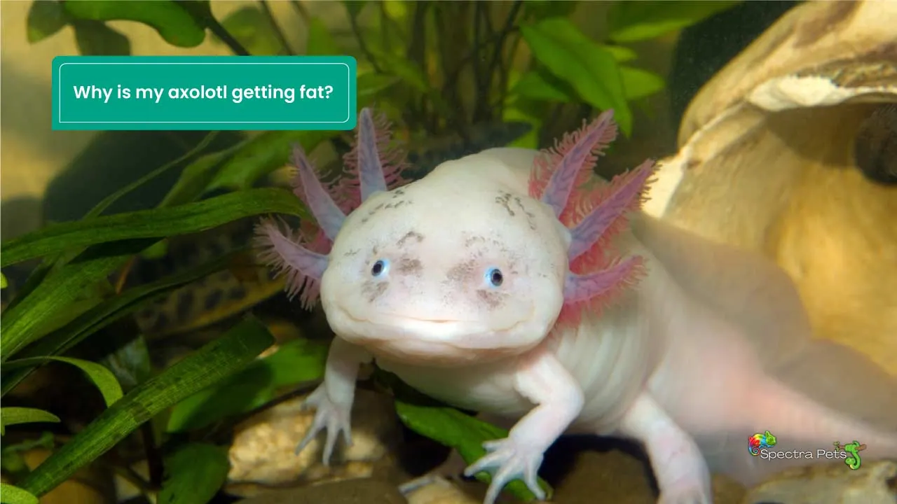 Why Is My Axolotl Getting Fat? [5 Common And 4 Rare Reasons]