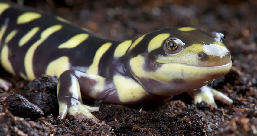 neoteny in salamander