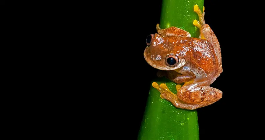 tree frogs 1