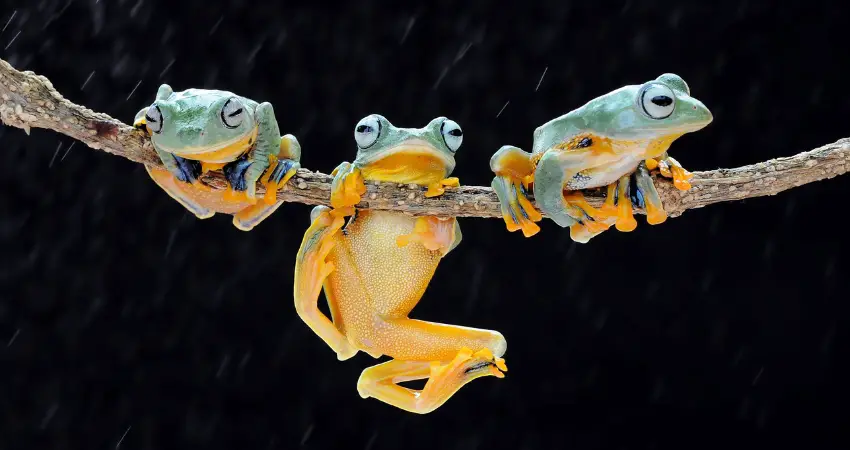 tree frogs