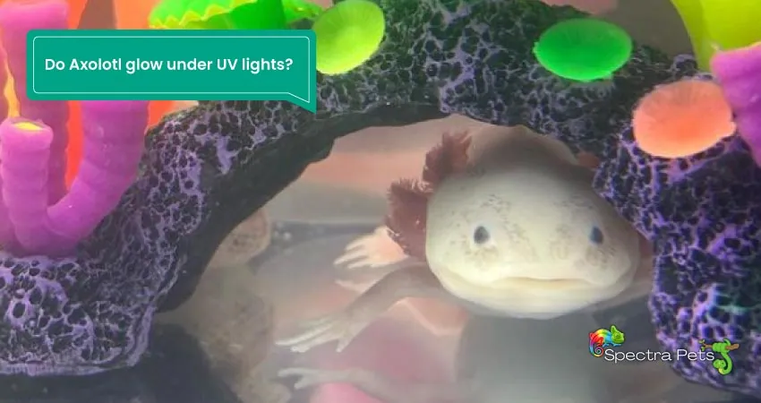 Do Axolotl glow under UV lights