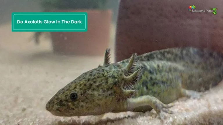 Do Axolotls Glow In the Dark: What Is The Secret Behind Their Radiance?