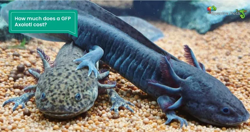 How much does a GFP Axolotl cost