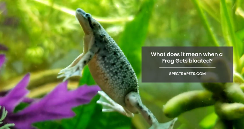 What does it mean when a frog gets bloated