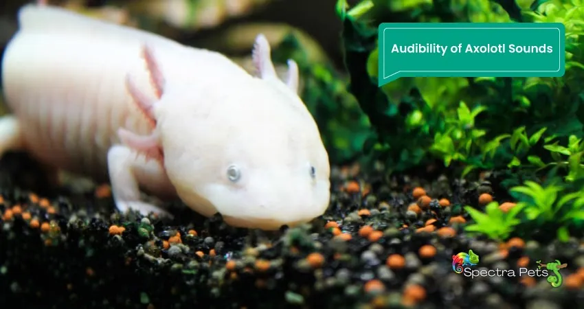 Audibility of Axolotl Sounds