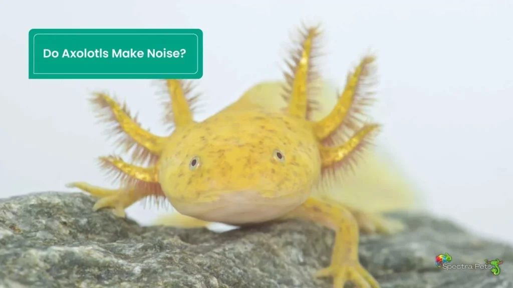 Do Axolotls Make Noise