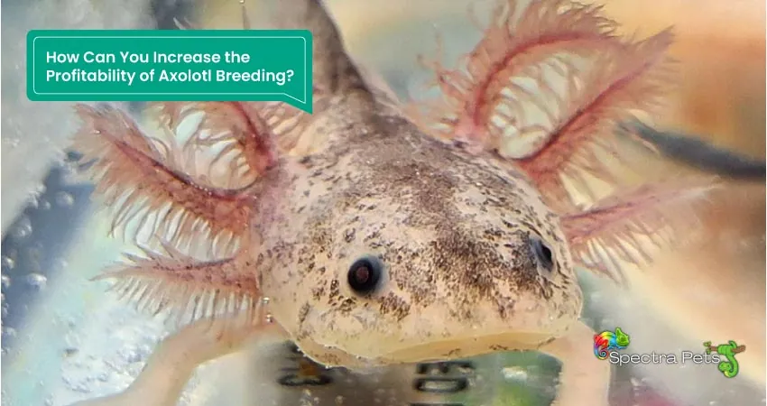 How Can You Increase the Profitability of Axolotl Breeding