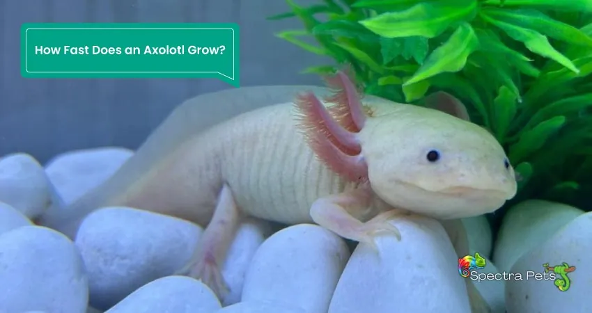 How Fast Does an Axolotl Grow