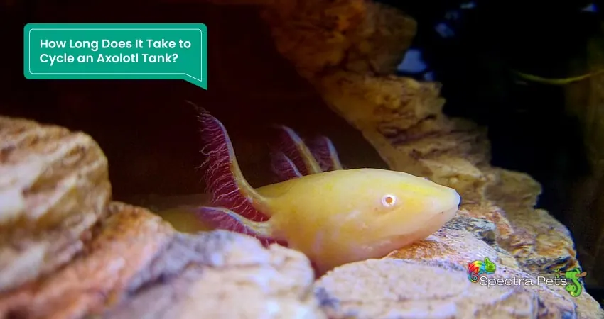 How Long Does It Take to Cycle an Axolotl Tank