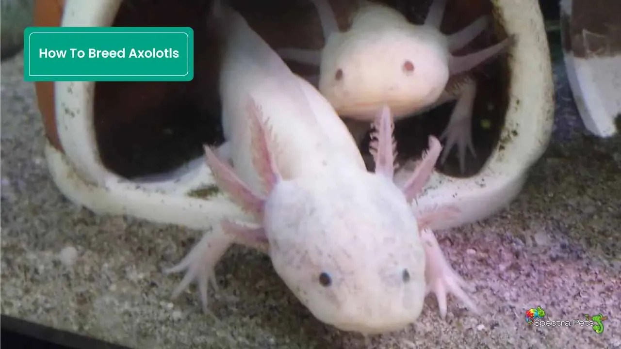 How To Breed Axolotls A Comprehensive Guide