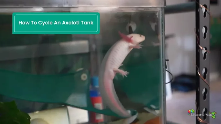 How to Cycle an Axolotl Tank: A Comprehensive Guide