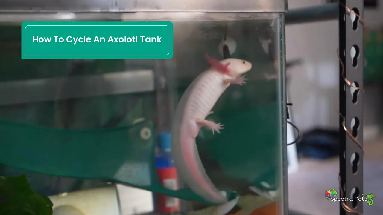How To Cycle An Axolotl Tank