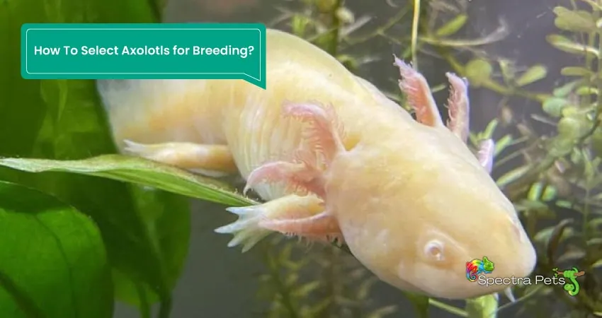 How To Select Axolotls for Breeding