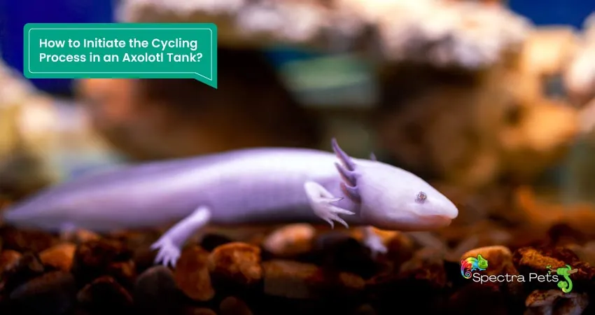 How to Initiate the Cycling Process in an Axolotl Tank