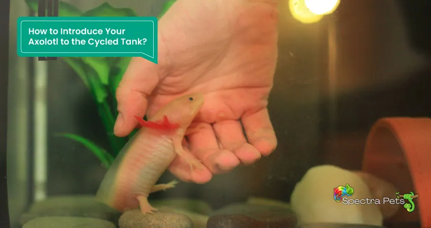 How to Introduce Your Axolotl to the Cycled Tank