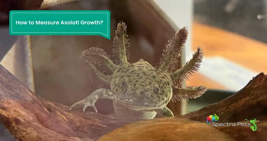 How to Measure Axolotl Growth