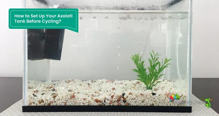 How to Set Up Your Axolotl Tank Before Cycling