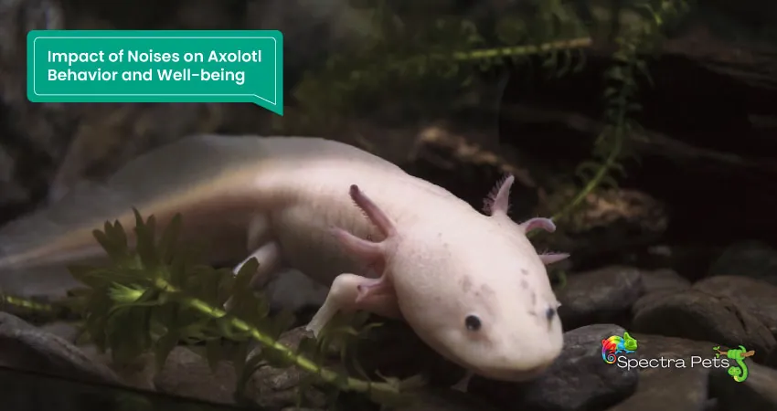 Impact of Noises on Axolotl Behavior and Well being