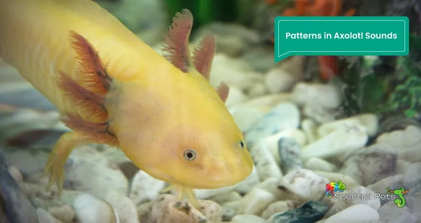 Patterns in Axolotl Sounds