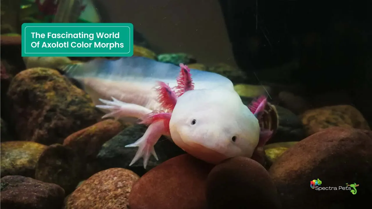 15 Fascinating Axolotl Color Morphs: [Diversity Of Nature]