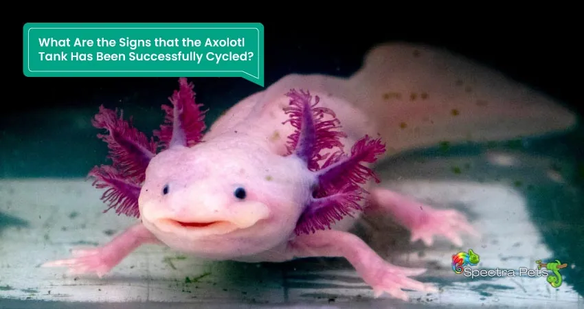 What Are the Signs that the Axolotl Tank Has Been Successfully Cycled