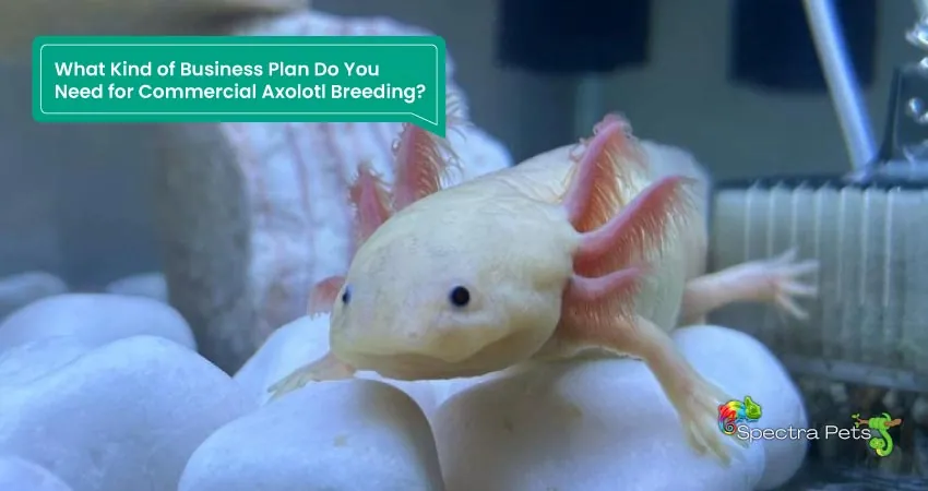 What Kind of Business Plan Do You Need for Commercial Axolotl Breeding