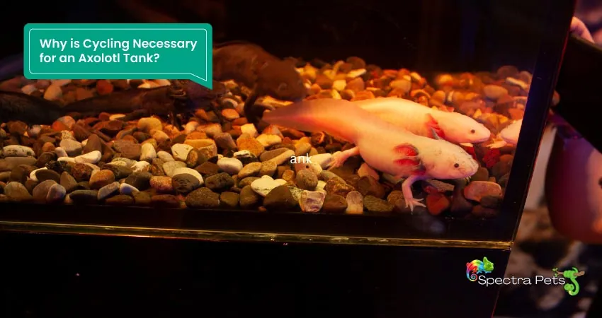 Why is Cycling Necessary for an Axolotl Tank