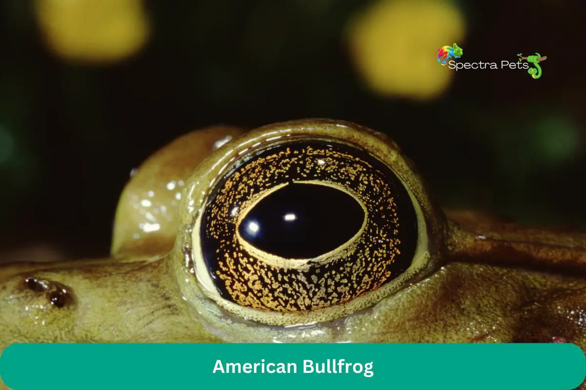 American Bullfrog