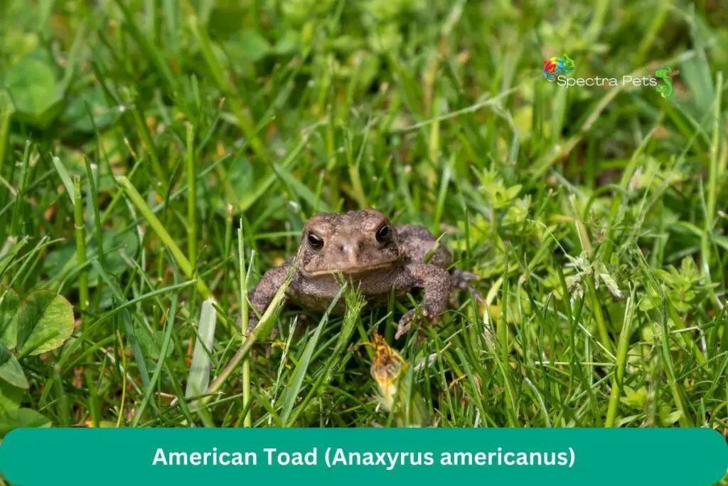 Eastern American Toad (Anaxyrus americanus)