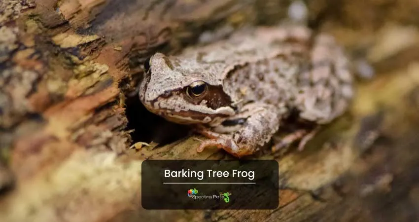 Barking Tree Frog