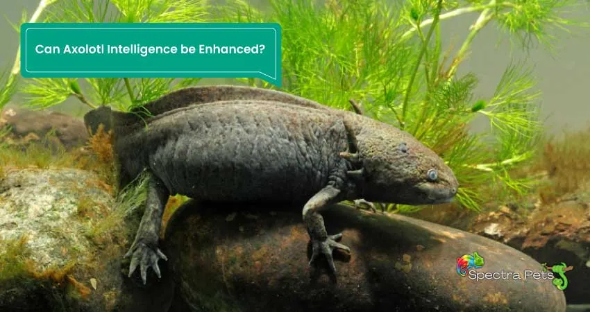 Can Axolotl Intelligence be Enhanced