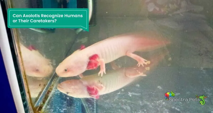 Can Axolotls Recognize Humans or Their Caretakers