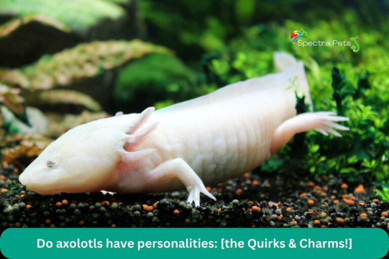 Do axolotls have personalities: [the Quirks & Charms!]