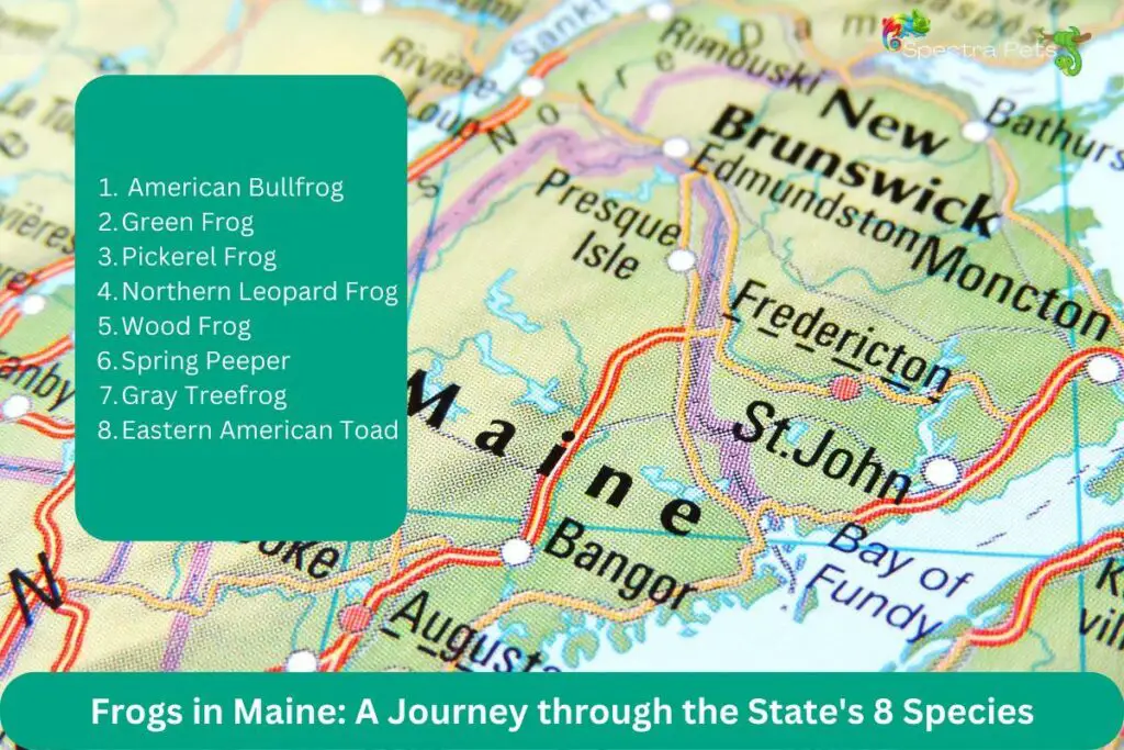 Frogs In Maine: A Journey Through The State's 8 Species