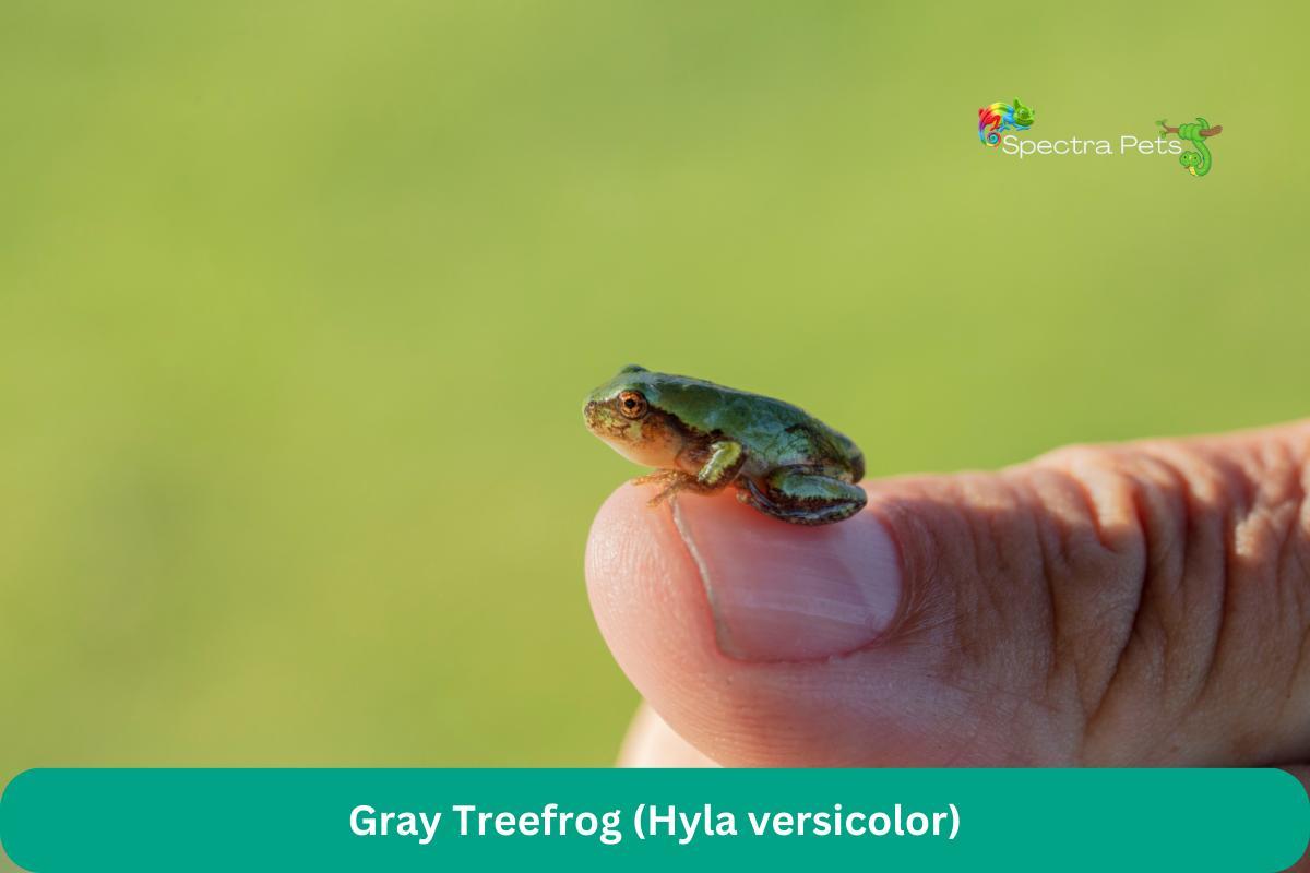 Gray Treefrog (Hyla versicolor)