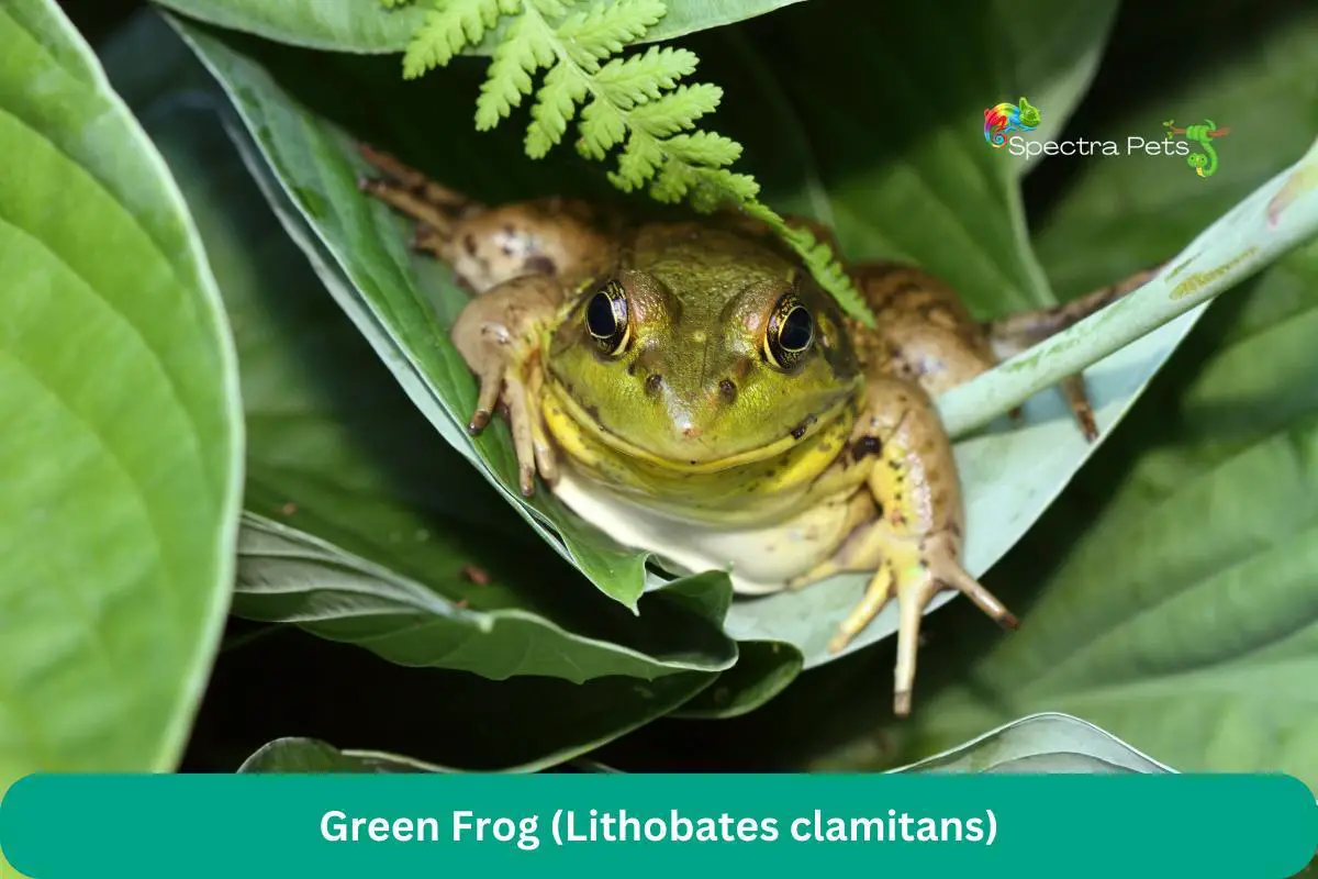 Green Frog (Lithobates clamitans)