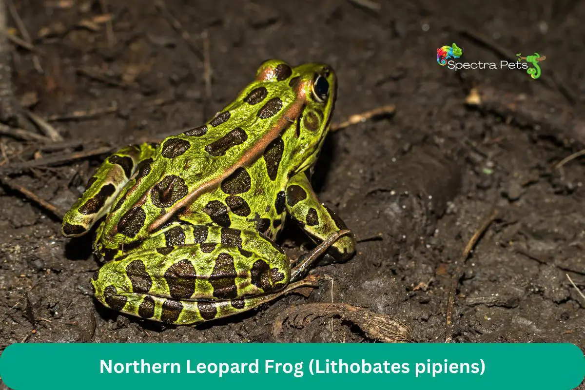 Northern Leopard Frog (Lithobates pipiens)