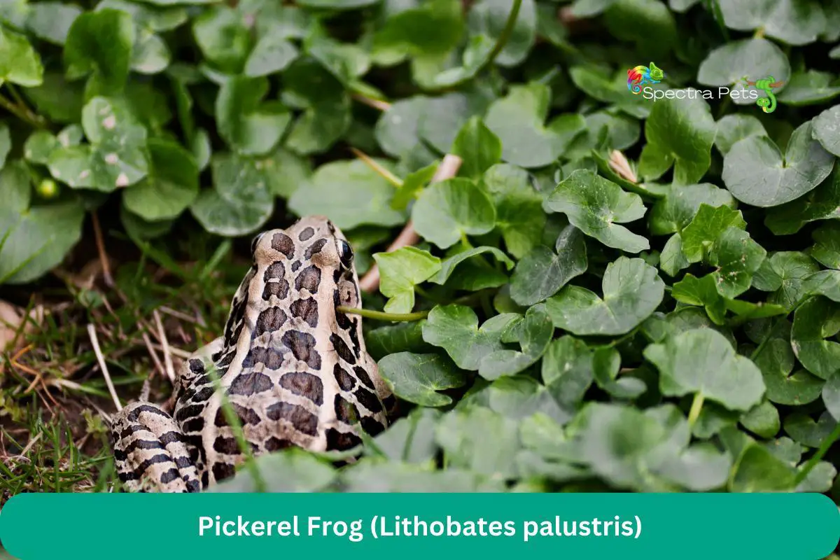 Pickerel Frog (Lithobates palustris)