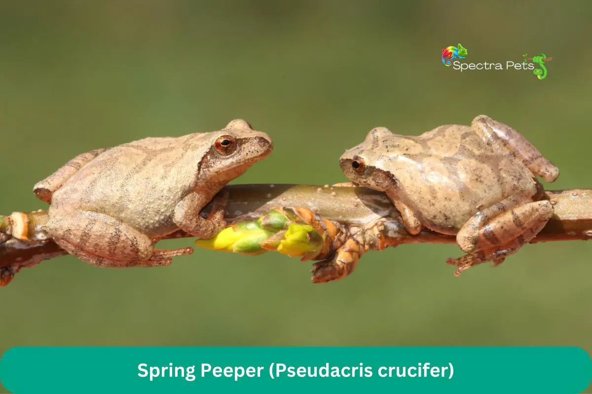 Spring Peeper (Pseudacris crucifer)