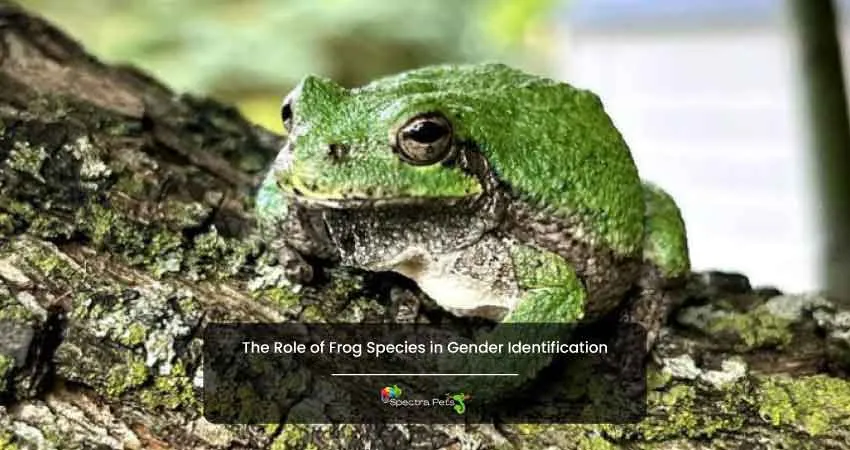 The Role of Frog Species in Gender Identification