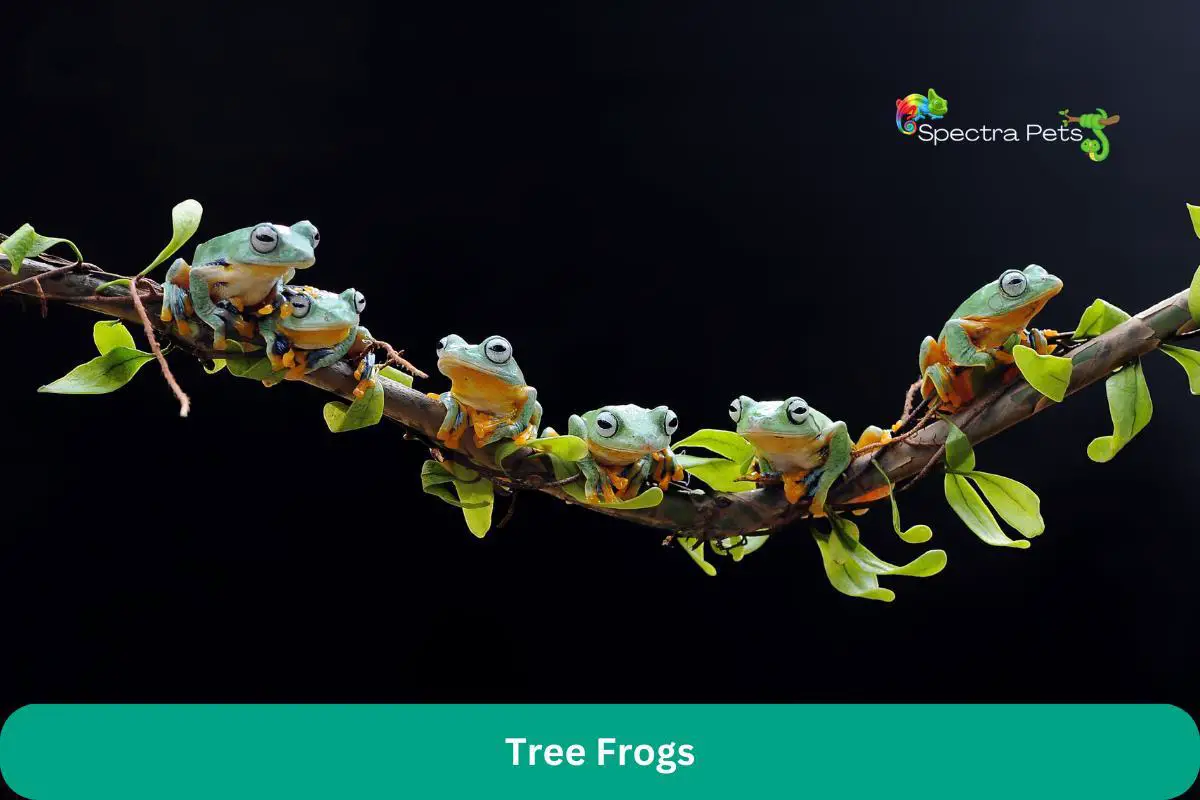 Tree Frogs