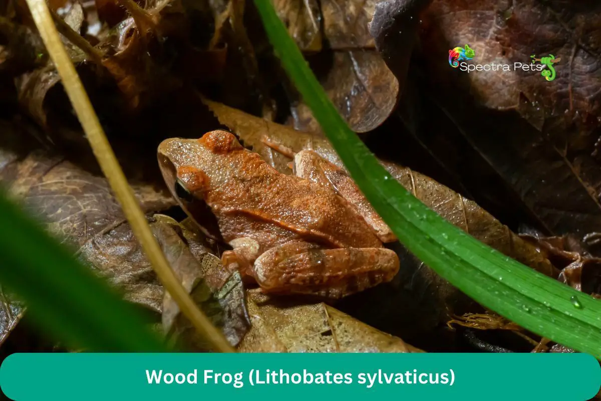 Wood Frog (Lithobates sylvaticus)