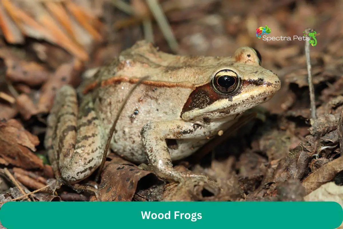 Wood Frogs