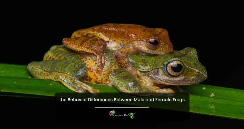 the Behavior Differences Between Male and Female Frogs