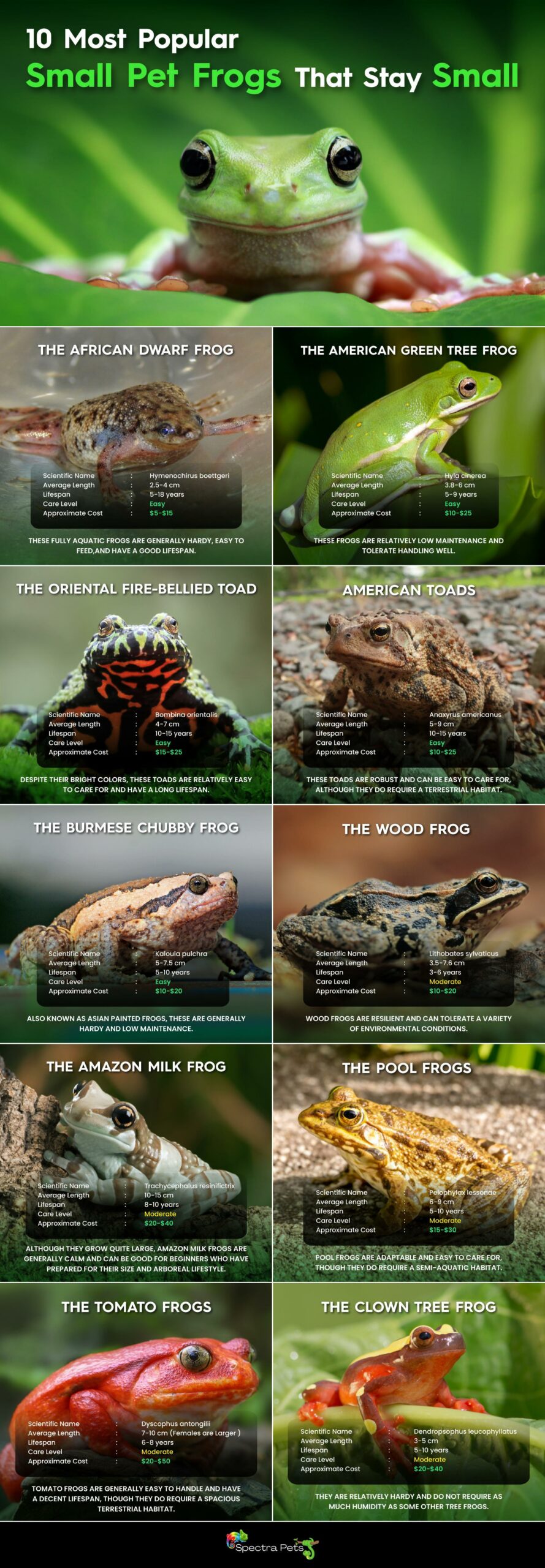 infographic of 10 most popular small pet frogs that stay small 