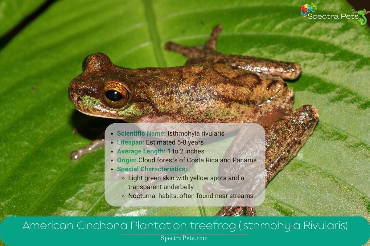 American Cinchona Plantation treefrog (Isthmohyla Rivularis)