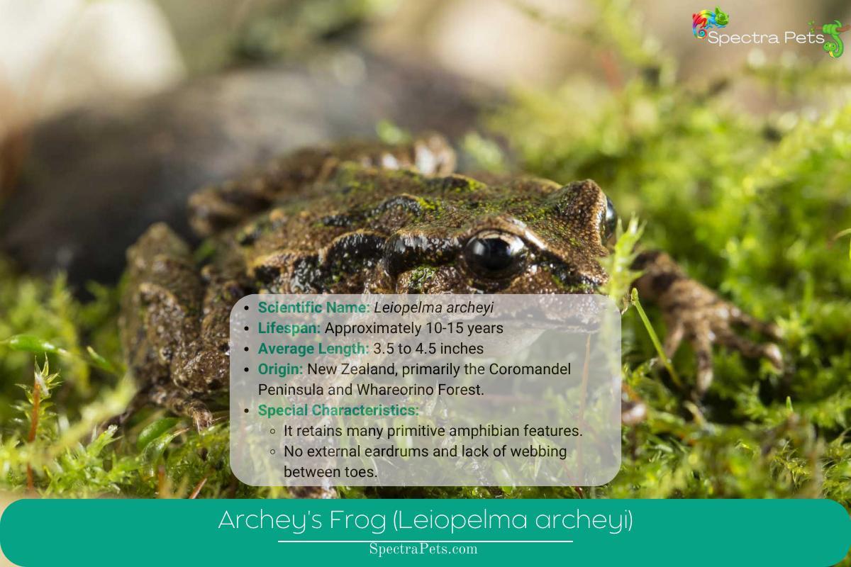 Archey's Frog