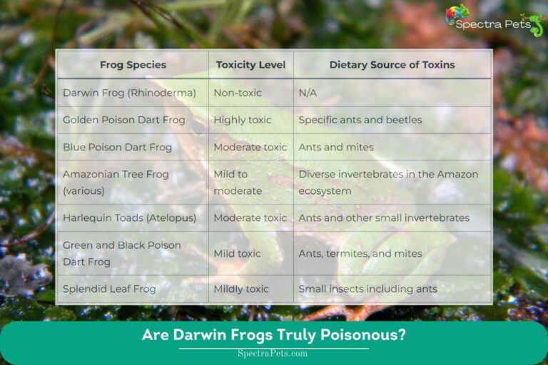 Darwin Frogs: Myths & Facts About Their Toxicity