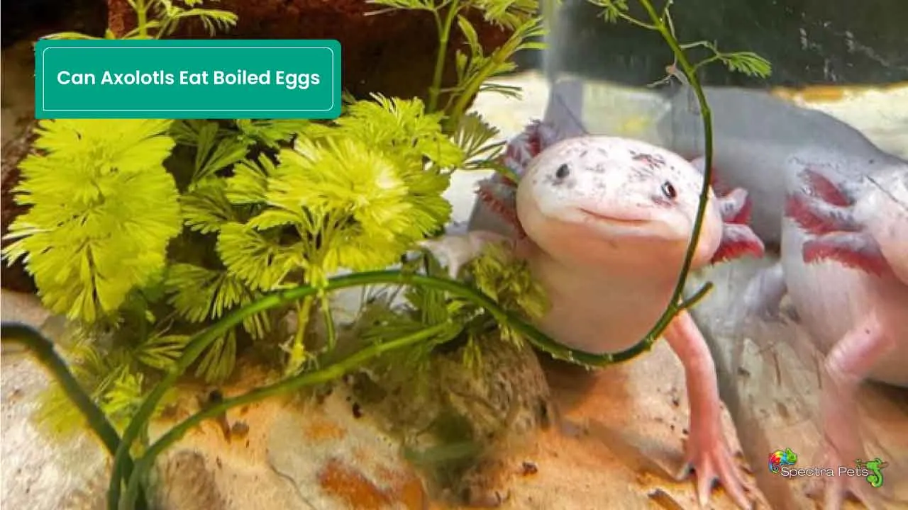 Can Axolotls Eat Boiled Eggs?